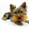 可愛い犬の写真と偉人の名言集「人生はワンチャンス！」紹介