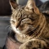 猫のかわいい写真で癒される「人生はニャンとかなる！」紹介